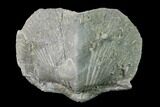 Pyrite Replaced Brachiopod (Paraspirifer) Fossil - Ohio #135575-1